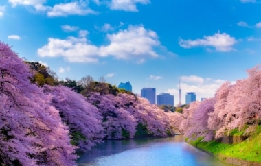 Du lịch Nhật Bản mùa hoa anh đào 2020 Cung đường vàng 6N5Đ Bay VN/NH